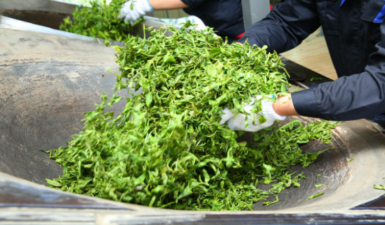 勐洛小寨古树普洱茶  为何比普通普洱茶口感香气好？