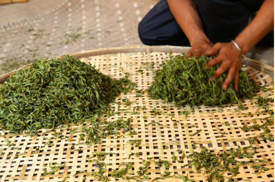 勐洛小寨古树普洱茶  为何比普通普洱茶口感香气好？