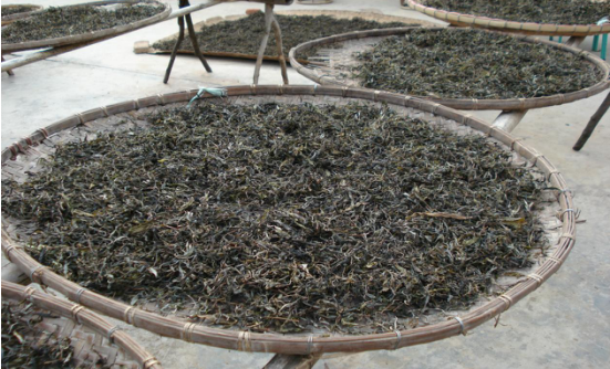 勐洛小寨古树普洱茶  为何比普通普洱茶口感香气好？