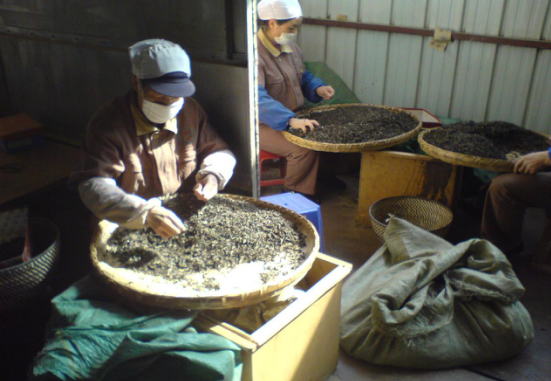勐洛小寨古树普洱茶  为何比普通普洱茶口感香气好？