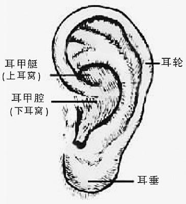 北京米扬丽格综合隆鼻选用耳软骨隆鼻全解