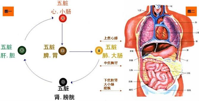 人体背部三焦位置图图片