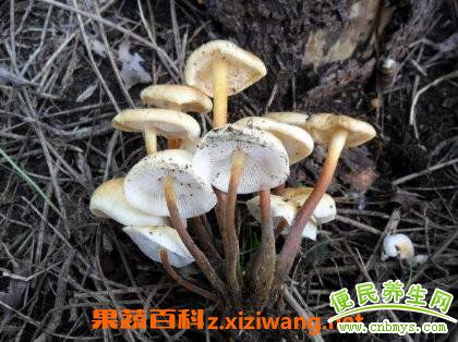 野生金针菇