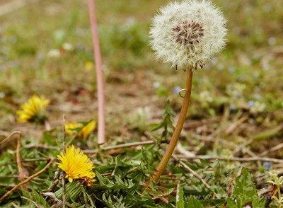 金银花、蒲公英各60克，黄柏、知母、瞿麦、木通