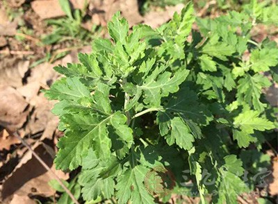 多年生草本或略成半灌木状，植株有浓烈香气