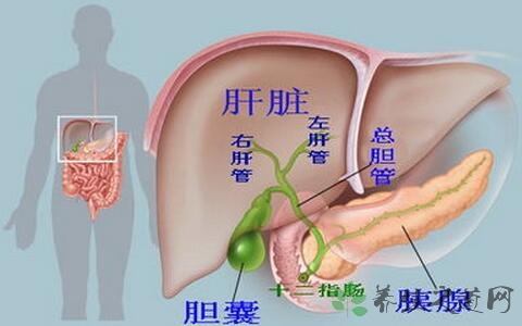 胆囊大小正常值是多少