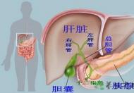 胆囊大小正常值是多少 胆囊炎的症状