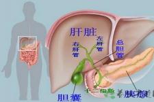 胆囊大小正常值是多少 胆囊炎的症状