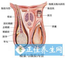 精囊炎在哪个位置图片