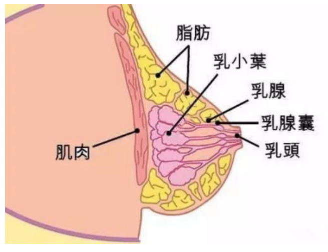 汉苑良方百消丹从乳腺增生到乳腺癌仅有4步