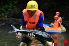 水库泄洪鱼群越狱 漂流河道上演“人鱼大战”