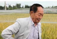 袁隆平曾拒五千美院月薪只为回国 一片赤诚之心